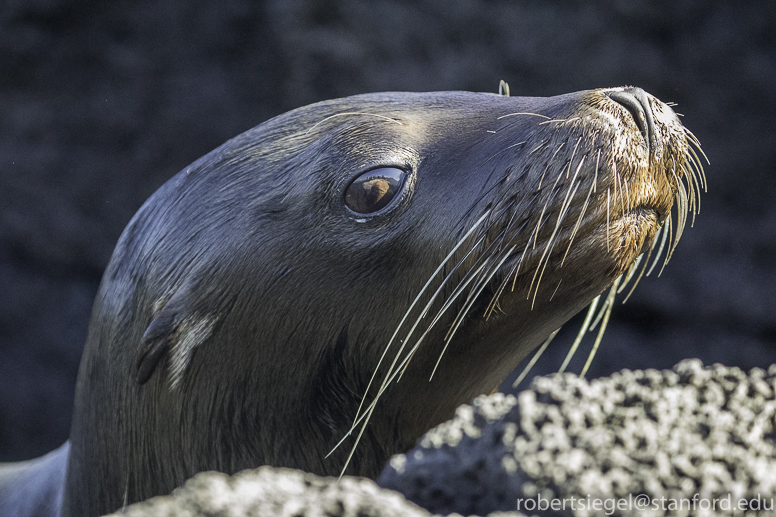 galapagos